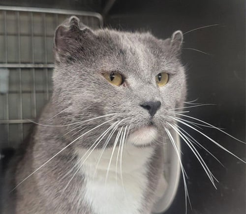 NEO - Domestic Short Hair available for adoption