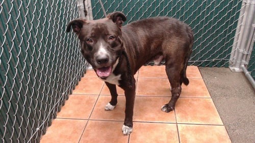 HADES - Pit Bull Terrier / Labrador Retriever available for adoption
