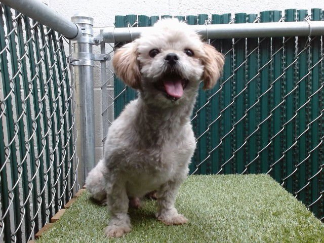 PEDRO - Maltese / Poodle (Miniature) available for adoption