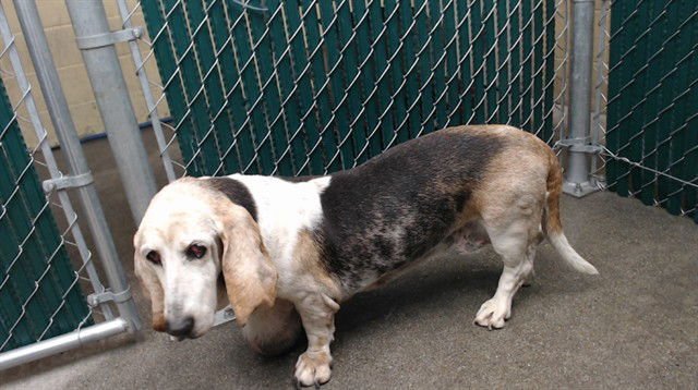 SUSIE - Basset Hound available for adoption