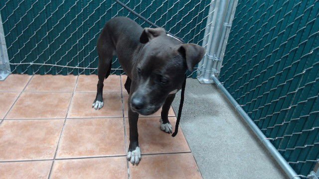 LUVBUG - Pit Bull Terrier available for adoption