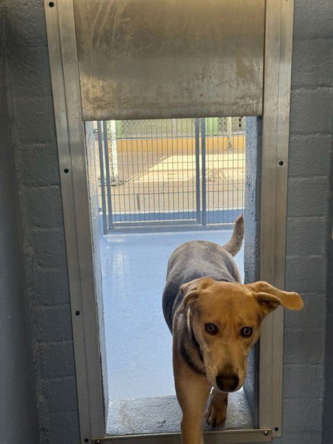 LULU - German Shepherd Dog available for adoption