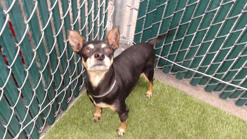 ESMERALDA - Miniature Pinscher available for adoption