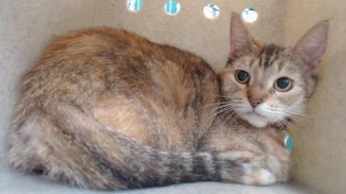 QUATTRO - Domestic Short Hair available for adoption