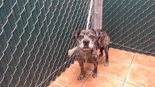 CHIP - French Bulldog available for adoption