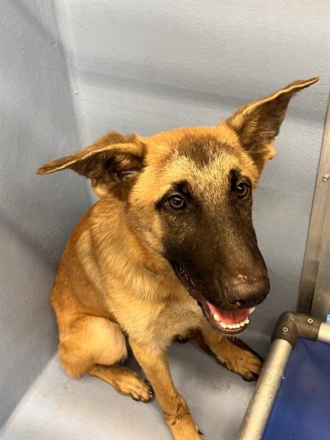 AMADEUS - German Shepherd Dog available for adoption