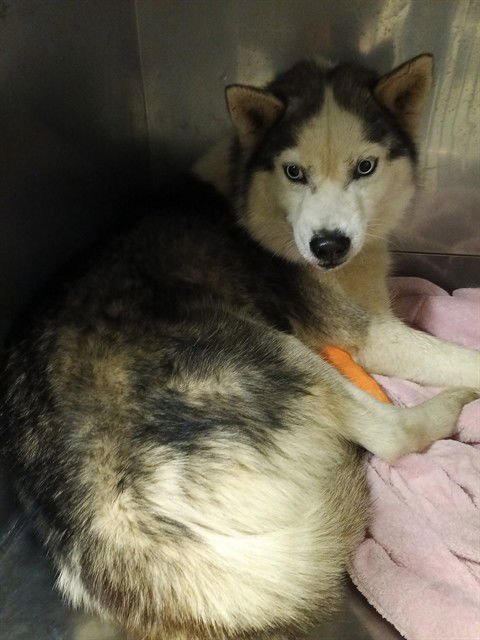 ART - Siberian Husky available for adoption