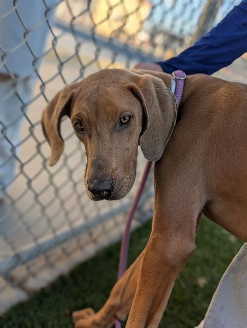 OTIS - Great Dane available for adoption