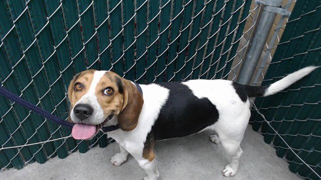 JUAN - Beagle available for adoption