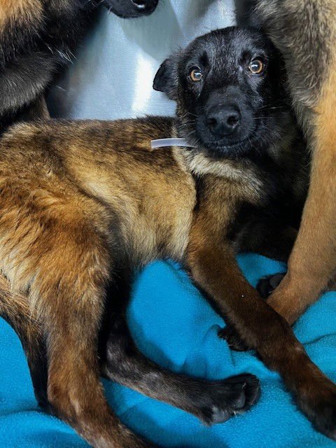 LUCKI - Belgian Shepherd Malinois available for adoption