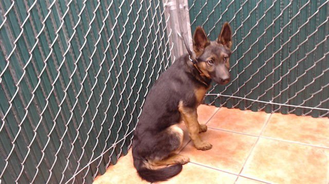 ARIANA - German Shepherd Dog available for adoption