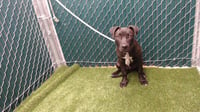 TYSON - Photo 1