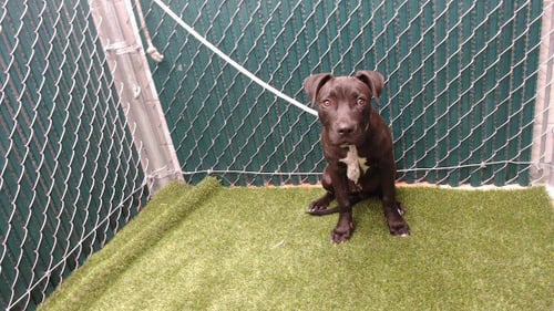TYSON - Pit Bull Terrier available for adoption