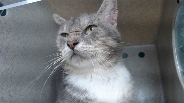 JACK SPARROW - Domestic Short Hair available for adoption