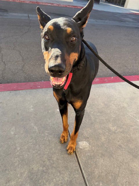 DIAMOND - Doberman Pinscher available for adoption