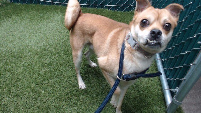 TEEFERS - Shiba Inu / Finnish Spitz available for adoption