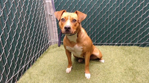 FORTUNA - Pit Bull Terrier available for adoption