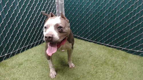 ROCKO - Pit Bull Terrier available for adoption