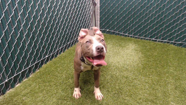 CHARLES - Pit Bull Terrier available for adoption