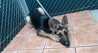 DAISY - Photo 1