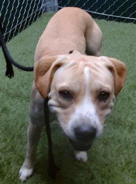 DASH - Pit Bull Terrier available for adoption