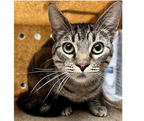 CHARLIE - Domestic Short Hair available for adoption