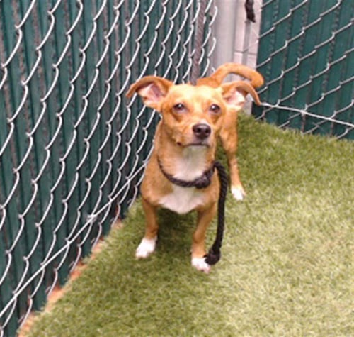 MERLOT - Chihuahua available for adoption