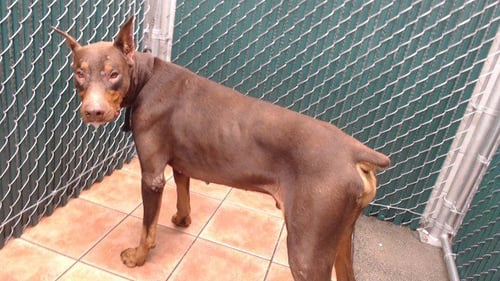 LOKI - Doberman Pinscher available for adoption