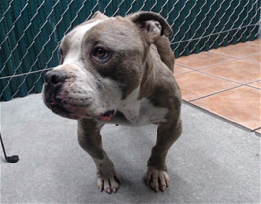 MOANA - Pit Bull Terrier available for adoption