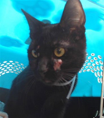 DERBY - Domestic Short Hair available for adoption