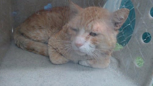 GRAESKAR - Domestic Short Hair available for adoption