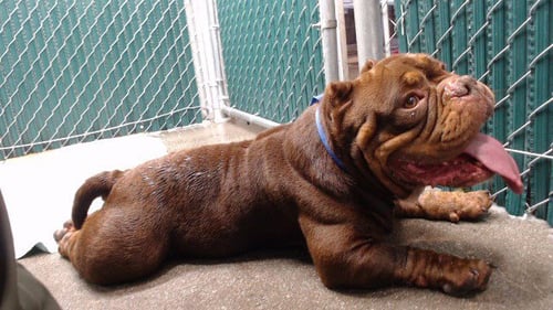 ROBBIE - American Bulldog available for adoption