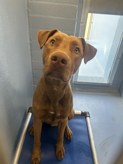 REX - Pit Bull Terrier / Vizsla available for adoption