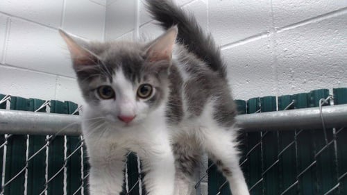 GARWICK - Domestic Medium Hair available for adoption