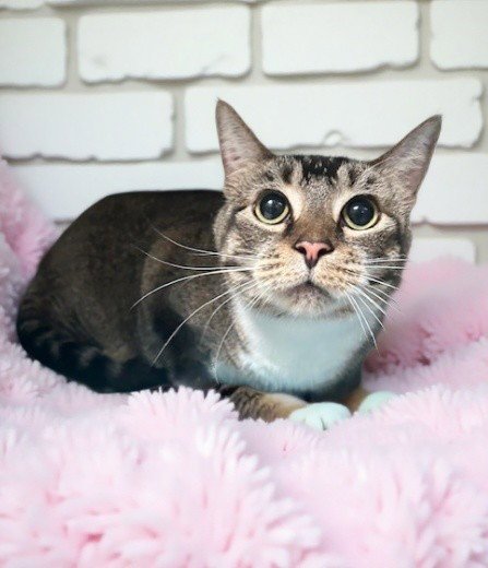 ZOEY - Domestic Short Hair available for adoption