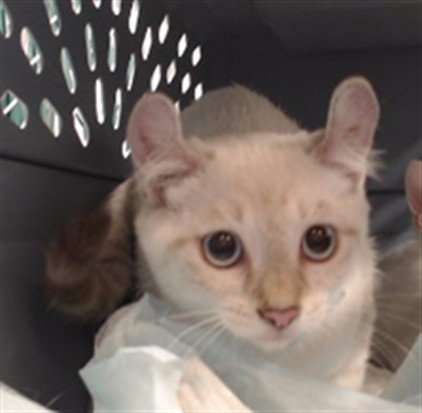 LITTLE - Domestic Short Hair available for adoption