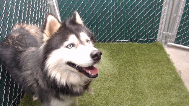 BALTHAZAR - Siberian Husky available for adoption
