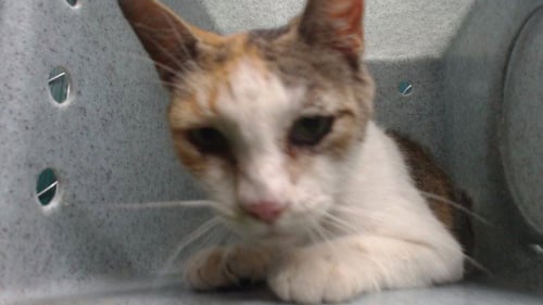 PATCHES - Domestic Short Hair available for adoption