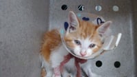 MUNCHKIN - Photo 1