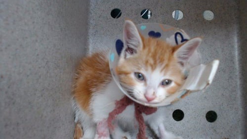 MUNCHKIN - Domestic Short Hair available for adoption