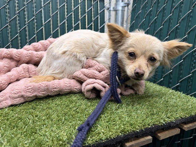 MORGAN - Chihuahua available for adoption