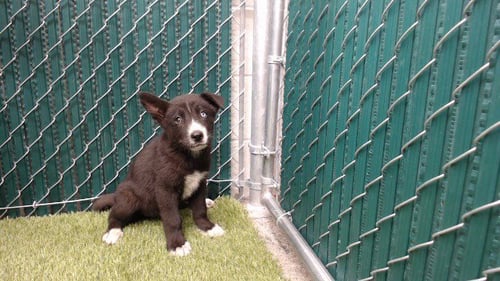 ROSE WINTERS - Siberian Husky available for adoption