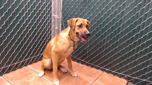 ALFIE - Boxer available for adoption