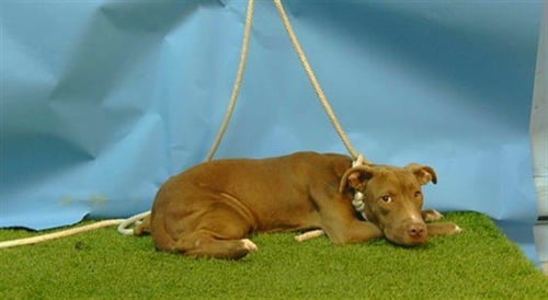 A5788473 - Pit Bull Terrier available for adoption