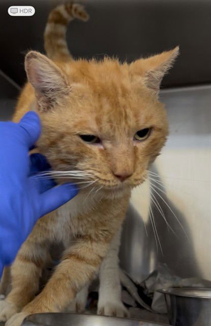 REDD - Domestic Short Hair available for adoption