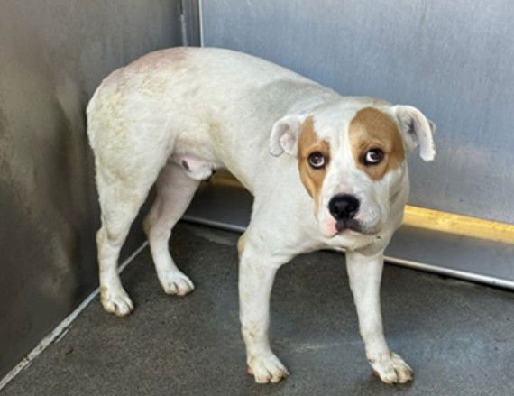 CAPONE - Pit Bull Terrier available for adoption