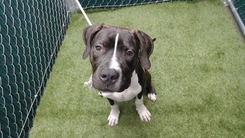 CHET - Great Dane available for adoption