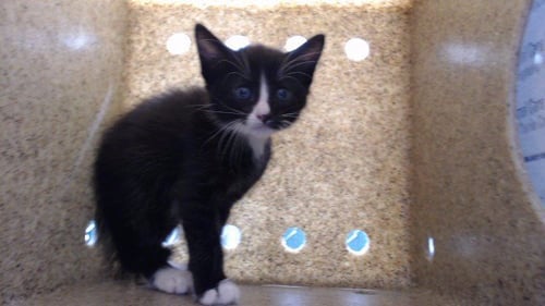VIENNA - Domestic Short Hair available for adoption