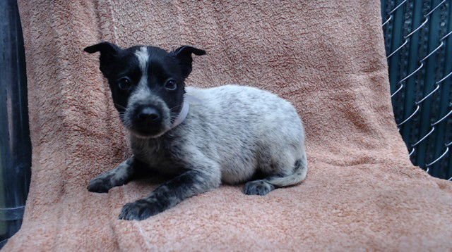 RIO - Australian Cattle Dog/Blue Heeler available for adoption