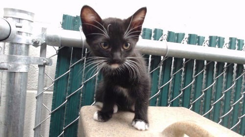 JAKE - Domestic Short Hair available for adoption